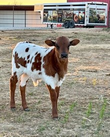 Leah Leigh Bull Calf